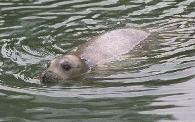'Tama-chan' seal spotted this time in Yokohama's Ooka River